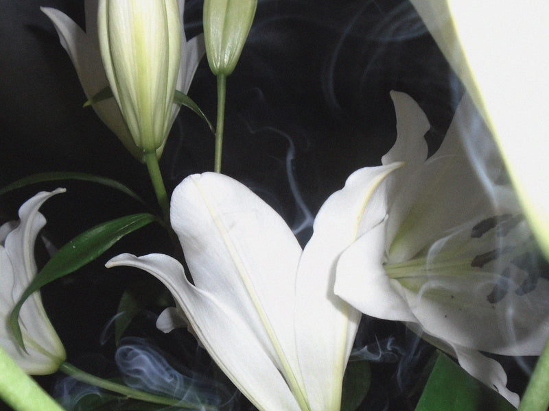 Suzannah Pettigrew's Take On Ghost Flower